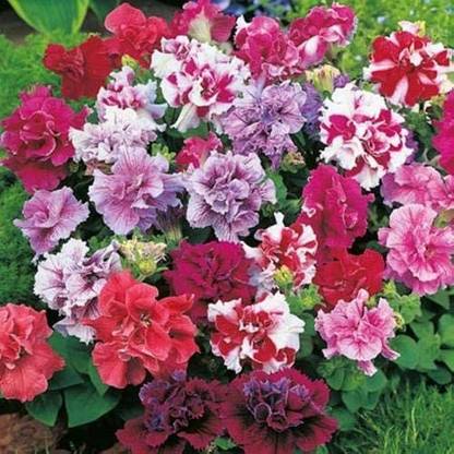 BDSresolve Petunia double mix flower seeds/Petunia seed 45 Seed