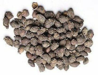 Urancia Natural Kokum Garcinia indica Seed