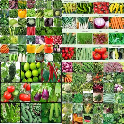 ibains Vegetable seeds for home biij 203 Seed