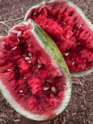 Farmonix Strawberry Watermelon Seed