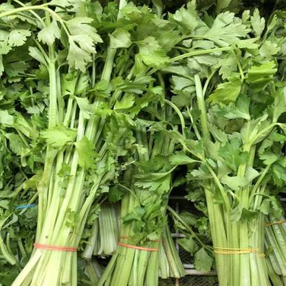 CYBEXIS XL-29 - Dark Green Celery Nan Ling - (250 Seeds) Seed