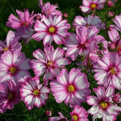 CYBEXIS XL-12 - Cosmos CAPRIOLA Large white flowers light-red picotee red - (90 Seeds) Seed