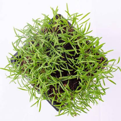 WILLVINE PUAS-88 Dwarf Fernleaf Dill Herb-1000 Seed