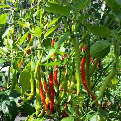 India Gardening Jwala Chilli Seeds – Non-Hybrid Mirchi Seeds 1 Small Pack by Veryhom Seed