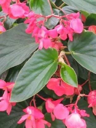 VibeX XLL-35 - Begonia Dragon Wing Pink - (90 Seeds) Seed