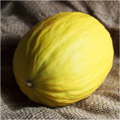 Biosnyg HFD-60 Musk Melon"Crenshaw" (Cucumis melo)-[100 Seeds] Seed