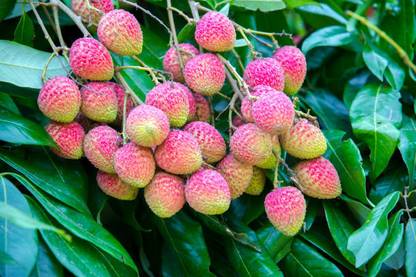 MAA LITCHI,LICHEE,LYCHEE Seed