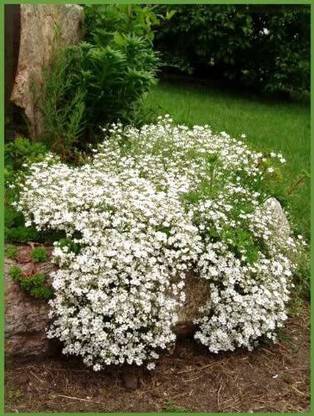 CYBEXIS Baby'S Breath Covenant Garden Gypsophila Elegans Flower Seeds Seed