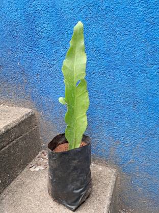 ASPEN Magizham Poo Chedi | Magizham Poo Live Plant | Not a Seed