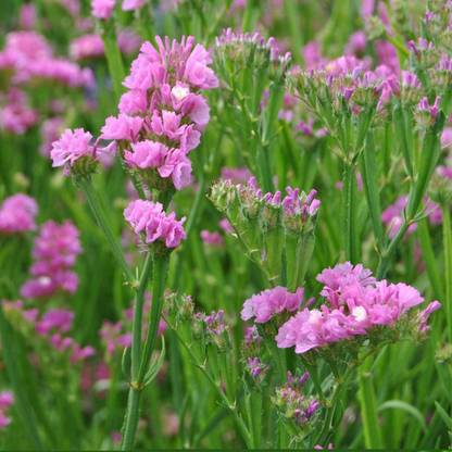 Biosnyg Statice Flower Garden Seeds - QIS Series -Rose-[50 Seeds] Seed
