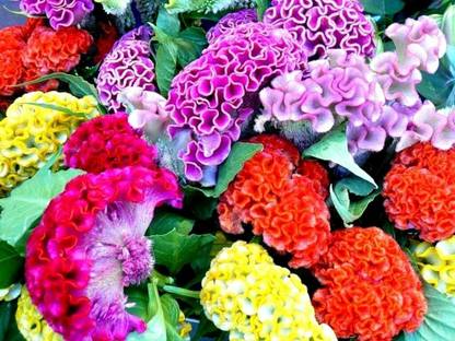 UGRA GIANT COCKSCOMB MIX Seed