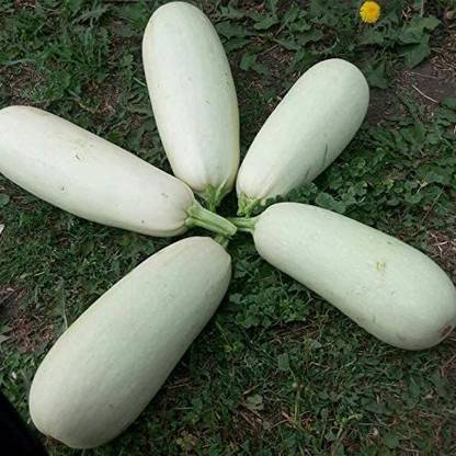VibeX KGF -88 - Zucchini Mush Bush White Giant - (225 Seeds) Seed