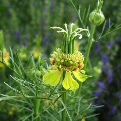 Apurba Agriculture Nigella orientalis transformer seed, 1Pack Seed