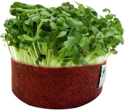 Sow and Grow White Radish Microgreen Seeds- 250G | Best Germination Rate |Grow Your Own Salad Seed