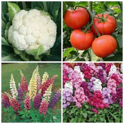 SimXotic Cauliflower, Stock Flowers, Lupines Flowers & Tomato Desi Seed