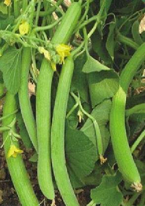 VibeX KGF -54 - Cucumber Kakdi/Tar - (1350 Seeds) Seed