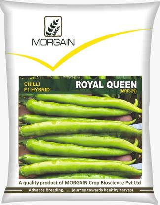 Morgain Chilli Vegetable Hybrid Seeds, Royal queen Seed