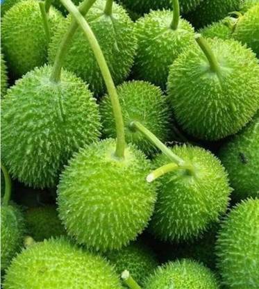 ROSEMERC Kantola/ Spiny gourd/ Akakara ( 30 per packet ) Seed