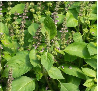 SEEDSART NXC - Gorgeous Tulsi Seeds " Tulsi " Organic 100 Seeds , I675 Seed