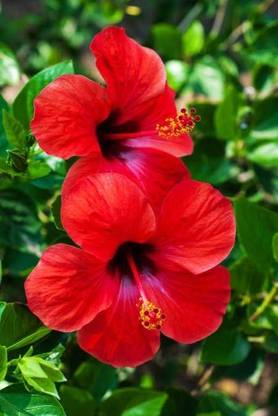 SREE hibiscus, joba, mandara Seed