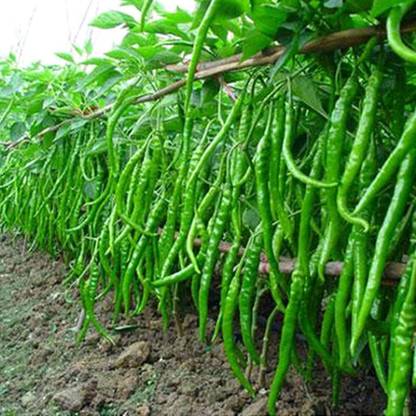 SREE Mirchi, Chilli, Lonka Seed