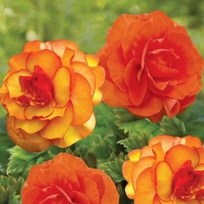 CYBEXIS TLX-58 - Begonia bicolour Orange Red Exotic Flower - (270 Seeds) Seed