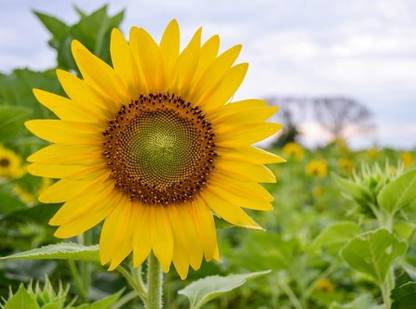 ibains Black sunflower seeds Seed