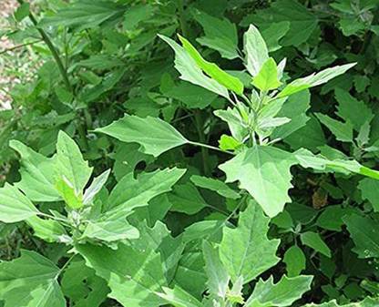 Aywal Bathua Saag Organic F1 Hybrid Seed