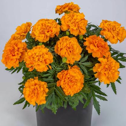 VERTISE French Marigold Flower Seeds Orange Seed