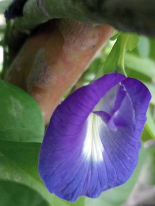 Yugroot Aprajita, Citoria ternatea, Bluebell Vine Flower Seed