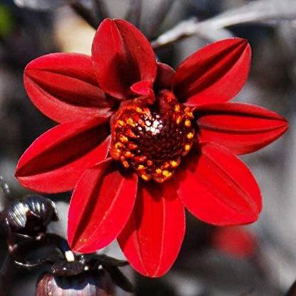 CYBEXIS PAU-28 - Pulp Fiction Dahlia - (60 Seeds) Seed