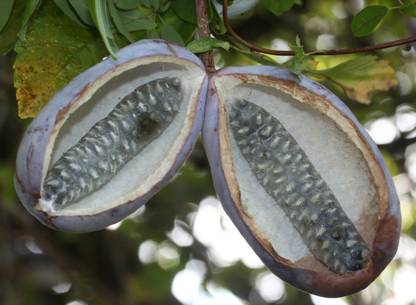 Srushtitraders Akebia quinata seeds cholatevine Korean banana Seed