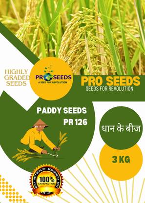 PRO SEEDS pr 126 pau variety paddy rice seed high graded Seed