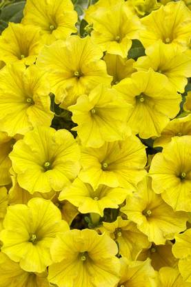 WHADE Yellow Petunia hybrid Seed