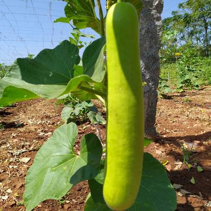ENINE Hybrid Long Bottlegourd lauki Giha Gardening Plant 20 Beej Pack DD35 Seed