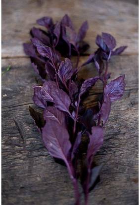 WILLVINE LXI-4 Basil 'Osmin Purple' (Ocimum basilicum) Seed