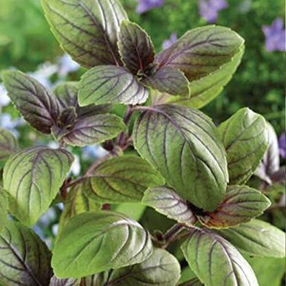 KNESSiN Corsican Basil (Ocimum basilicum)Medicinal Herb[400 Seeds] Seed