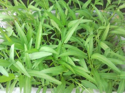 wequality Hybrid kolmi shak/water spinach seeds for home garden Seed