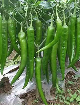 MAA Green Chilli, Chilli Pepper, Mirchi Seed