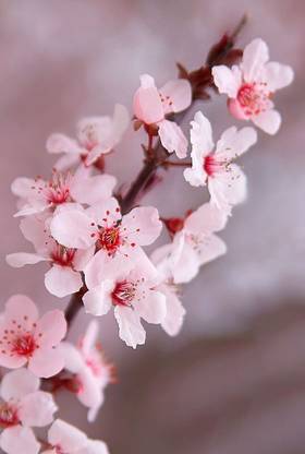 the green dotcom CHERRY BLOSSAM beautiful flower hybrid seeds 1-packet Seed