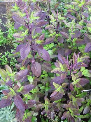 SUNWAN Tulsi Krishna Tulasi - Holy Basil - (Ocimum sanctum) Seed
