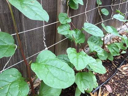 VibeX ATS-84 - Red Stemmed Malabar Spinach - (250 Seeds) Seed