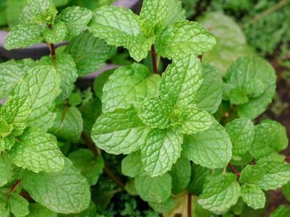 TANCES Spearmint Seeds ~Mentha spicata~ Garden Mint Seed