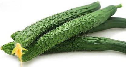 VibeX XLL-18 - Cucumber -China Long Hybrid - (1350 Seeds) Seed
