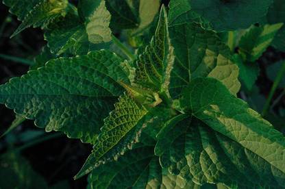 VibeX ® RXI-212 Korean Licorice Mint (Agastache Rugosa) Seed