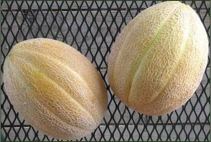VibeX KGF -88 - Jumbo Cantaloupe/Muskmelon Melon - (450 Seeds) Seed