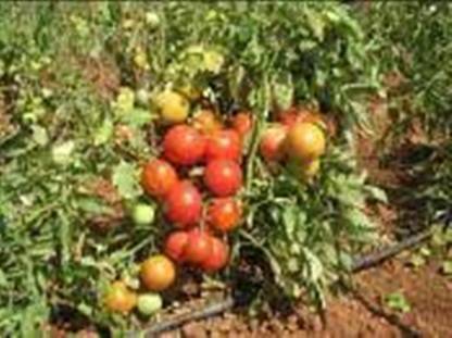 SM Exports Tomato - Arka Abha Tomato vegetable seeds - 2000 seeds per pack. Seed