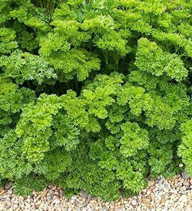 VibeX ® LXI-131 Herb Curly-Leaf Parsley Paramount Green Seed