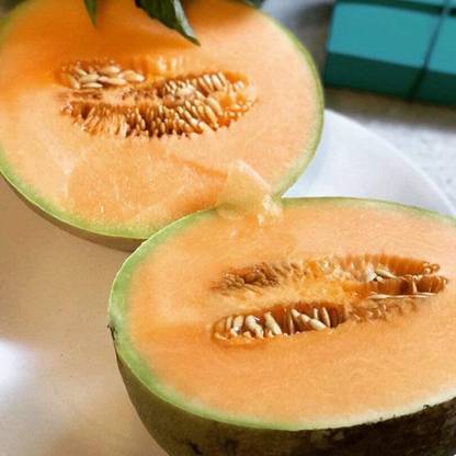 VibeX VXI-53 - Jumbo Cantaloupe/Muskmelon Melon - (150 Seeds) Seed