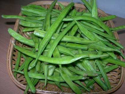 Avysa Guar Beans/Cluster Beans Seed